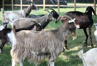 Goats Past and Future: Keeping Goats Healthy and Useful Sustainably
